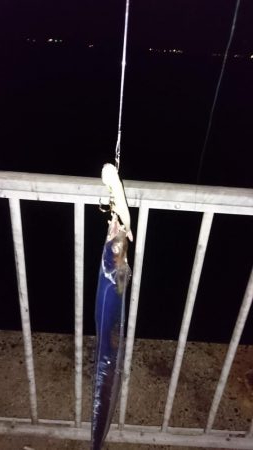 タチウオ今シーズン１匹目！！