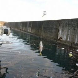 サビキで鯵