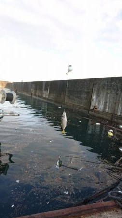 サビキで鯵