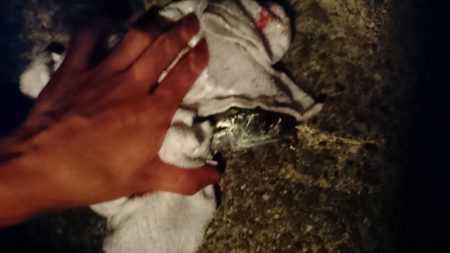 ショアジギングでサバ爆釣！