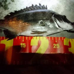 旧堺港でチニング