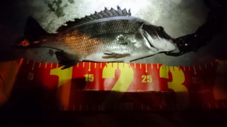 旧堺港でチニング