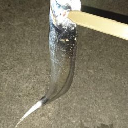 タチウオ狙い満員御礼!