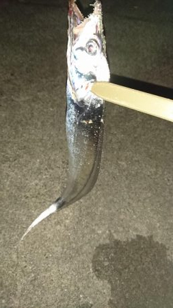 タチウオ狙い満員御礼！