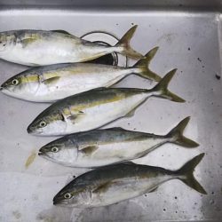 ライトショアジギ