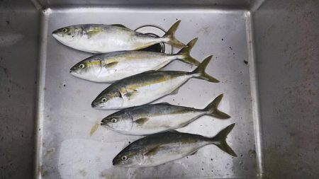 ライトショアジギ