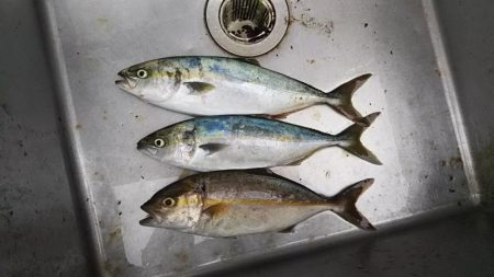 ライトショアジギ