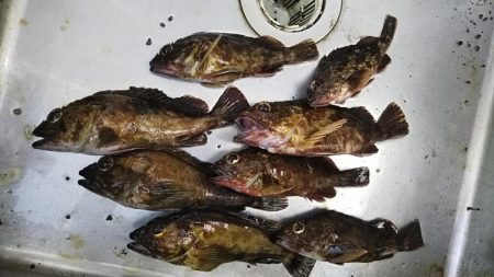 根魚の調査