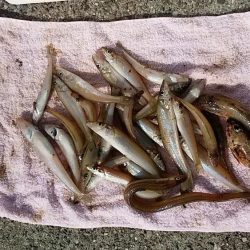 志筑川でキス釣り