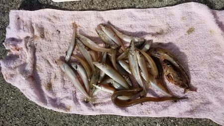 志筑川でキス釣り