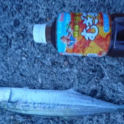 久々に快適な釣行でした