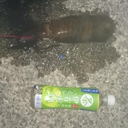 暑いので夜だけ行ってきました。