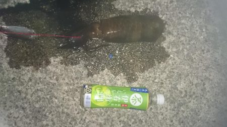 暑いので夜だけ行ってきました。