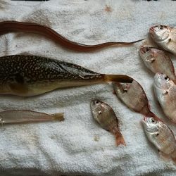 久々の播磨新島へキス釣査