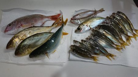 サビキでカンパチ❗