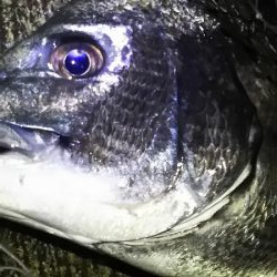 久しぶりに姫路港。コンテスト用の魚を釣りに。