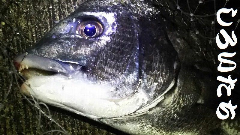 久しぶりに姫路港。コンテスト用の魚を釣りに。