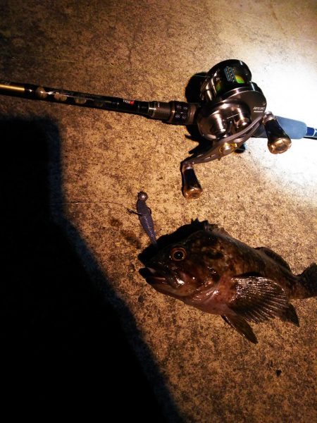 ロックフィッシュ！