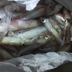 久しぶりの爆釣