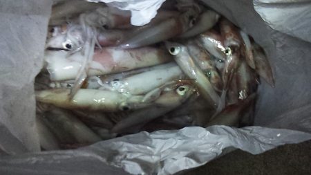 久しぶりの爆釣