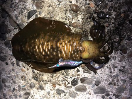 和歌山夏イカ！