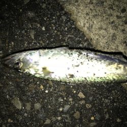 サバが、湧いてました。