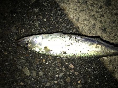 サバが、湧いてました。