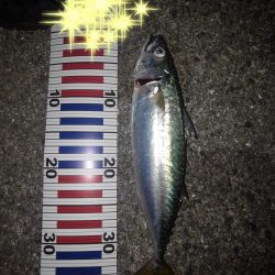 ロックフィッシュ