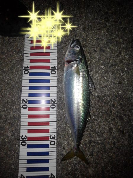 ロックフィッシュ