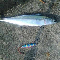 久し振りに週末台風ではなかったので、釣りに行って見た