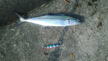久し振りに週末台風ではなかったので、釣りに…