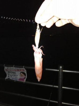 ケンサキ求めて