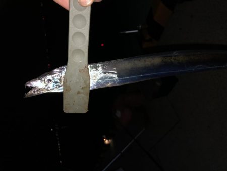 タチウオ小さい！