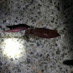 ケンサキがしぶすぎる