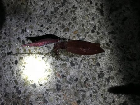 ケンサキがしぶすぎる