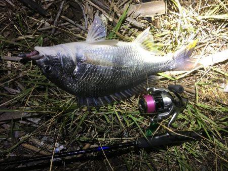 久々の淀川チニング