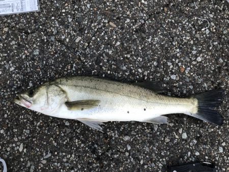 泳がせで初シーバス