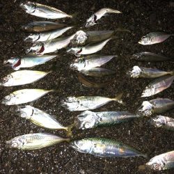 癒しのアジング