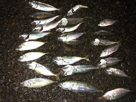 癒しのアジング