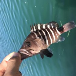 チニング、ライトゲーム