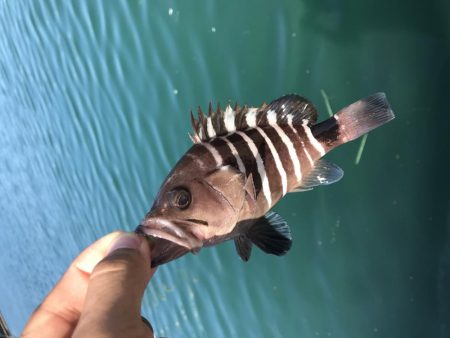 チニング、ライトゲーム