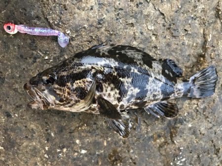 ライトゲームでタケノコメバル