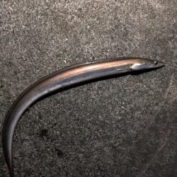 タチウオ狙いで、、、