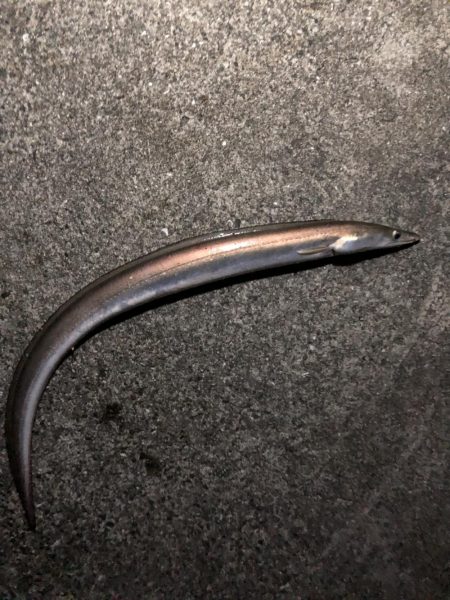 タチウオ狙いで、、、