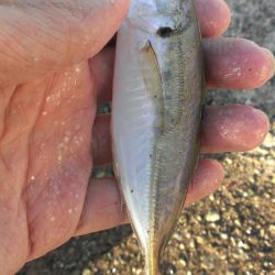 ジグサビキ爆発