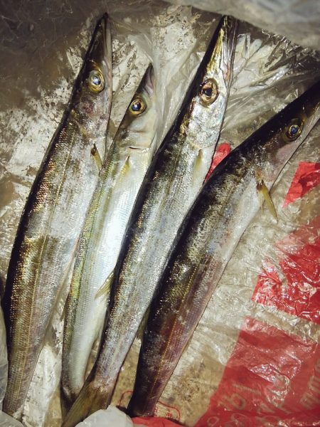 カマス大きくなったね！