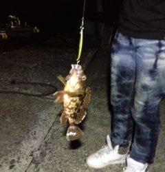 ジギングでヒット