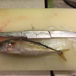 今期 初タチウオ‼️