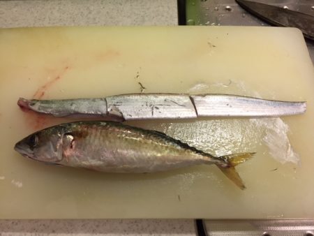 今期 初タチウオ‼️