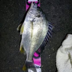 南港フェリーのヘチ釣り （小キビレと小ガシラ釣果だけっす。。）